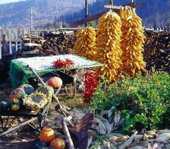 味道春秋之  东北干菜  沉淀岁月的食魂