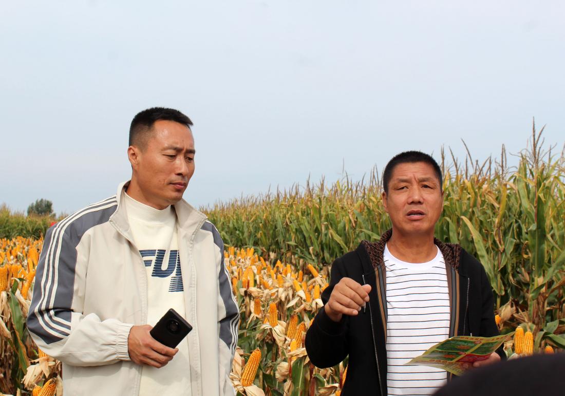 玉米亩产2681斤！刘氏农业刷新扎鲁特旗玉米单产纪录